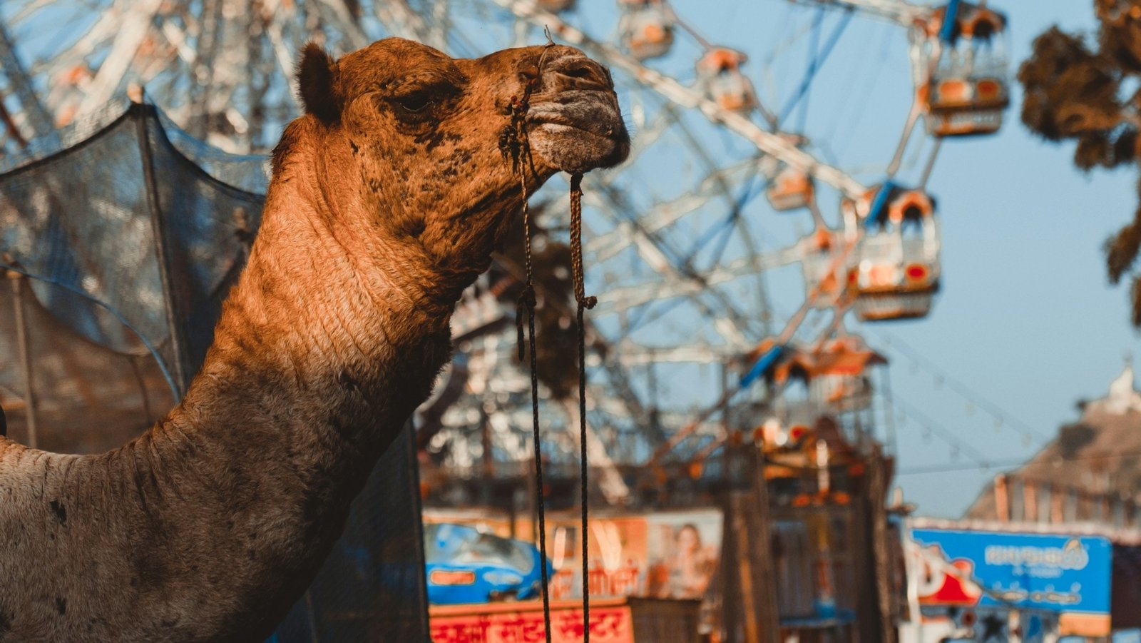 Golden Triangle With Pushkar