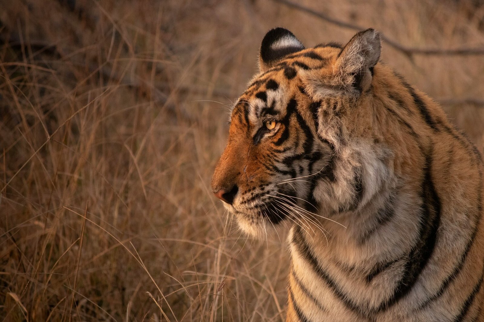 GOLDEN TRIANGLE WITH RANTHAMBORE